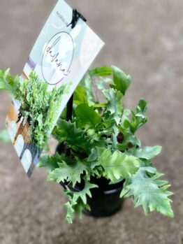 A small Phlebodium 'Davana™' Blue Star Fern thrives in a 5" pot, its green leaves complemented by a labeled tag attached.
