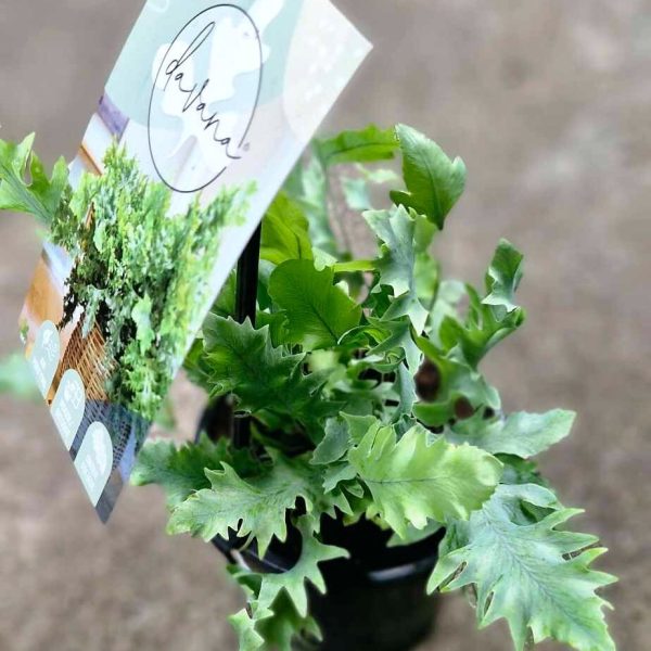 A small Phlebodium 'Davana™' Blue Star Fern thrives in a 5" pot, its green leaves complemented by a labeled tag attached.