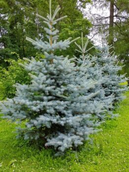 A row of blue spruce trees with dense, bluish needles stand on a grassy area with other green foliage in the background.