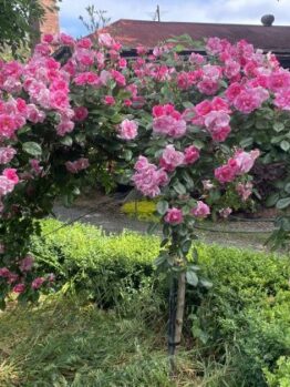Pink roses bloom abundantly on a green arch, set in a garden with trimmed hedges and a building in the background.
