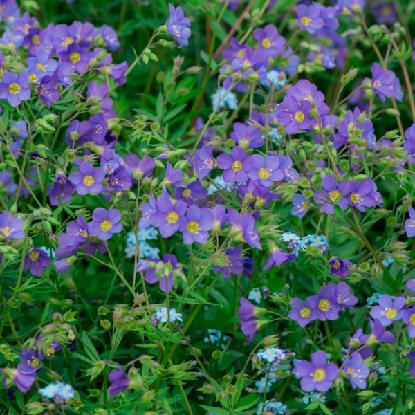 A field of vibrant purple wildflowers with yellow centers and small blue Polemonium 'Stairway To Heaven' flowers interspersed among green foliage feels like a journey to paradise.