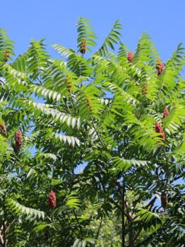 The Rhus 'Staghorn Sumac' in an 8" pot showcases its vibrant green foliage and striking red flower clusters against a clear blue sky.