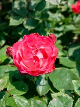 A single blooming red Rose 'Bonica' Bush Form is surrounded by green leaves and several rosebuds.