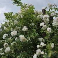 White roses in full bloom on a trellis against a cloudy sky background.
