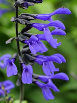 Close-up of vibrant Salvia 'Strawberry Lake' flowers against a blurred green foliage background.
