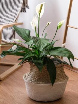 A Spathiphyllum 'Romano' Peace Lily in an 8" pot sits gracefully on a wooden floor, near a striped chair and a rustic ladder with a hanging cloth.