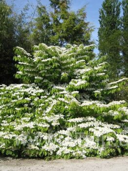 A lush bush with abundant white flowers stands in front of a wooded area under a clear blue sky.