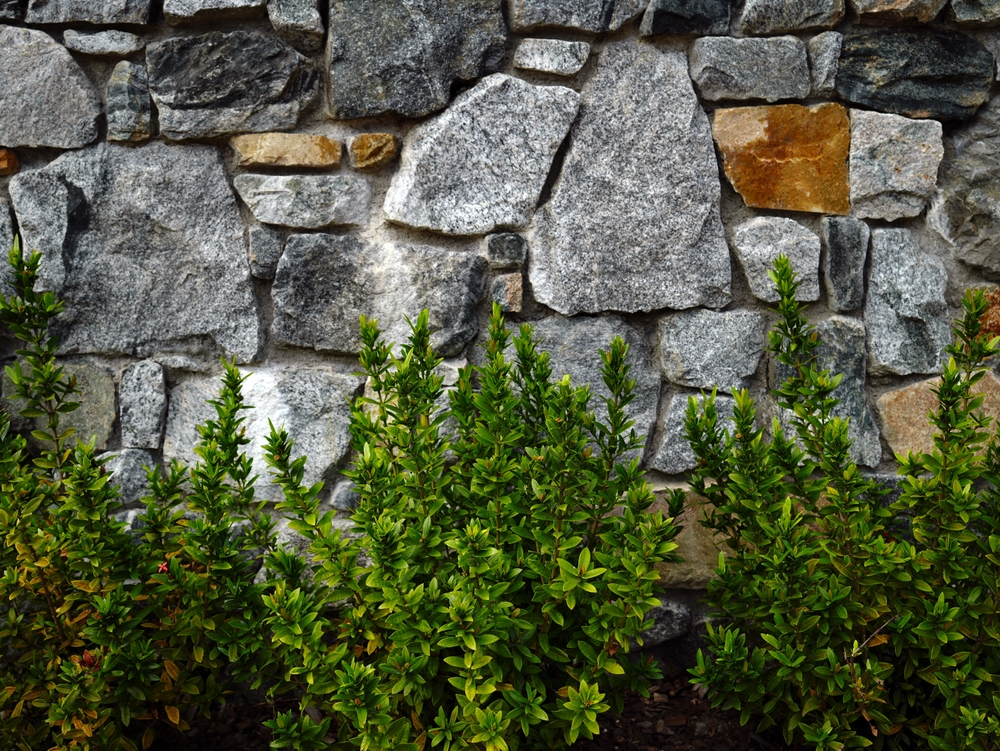 Cherry Laurel