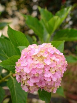 Close-up of a pink hydrangea flower with green leaves in the background.