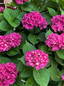 Pink hydrangea flowers with green leaves in a garden, near a brick wall.