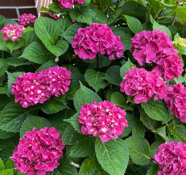 Pink hydrangea flowers with green leaves in a garden, near a brick wall.