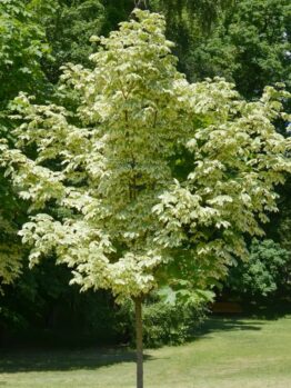 A tree with light green and cream-colored leaves stands on a grassy area, surrounded by darker green trees in the background.