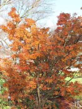 Tree with vibrant autumn foliage in shades of orange and red, set in a garden with some visible grass and shrubs.