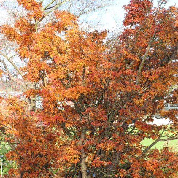 Tree with vibrant autumn foliage in shades of orange and red, set in a garden with some visible grass and shrubs.