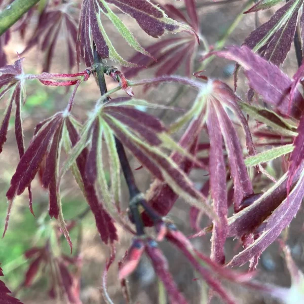 Close-up of Acer 'Nicholsonii' Japanese Maple in an 8" pot, showcasing its red and green leaves with distinct, elongated lobes.