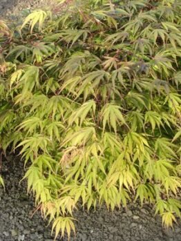 With its light green, finely serrated leaves, the Acer 'Kihachijo' Japanese Maple in an 8" pot thrives gracefully on gravelly soil.