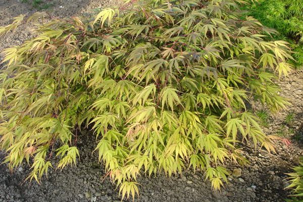 With its light green, finely serrated leaves, the Acer 'Kihachijo' Japanese Maple in an 8" pot thrives gracefully on gravelly soil.