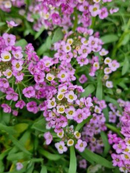 Close-up of small pink flowers mingling with clusters of Lobularia 'Purple' Sweet Alyssum 6" Pot against a backdrop of lush green leaves.