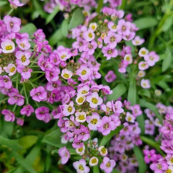 Close-up of small pink flowers mingling with clusters of Lobularia 'Purple' Sweet Alyssum 6" Pot against a backdrop of lush green leaves.