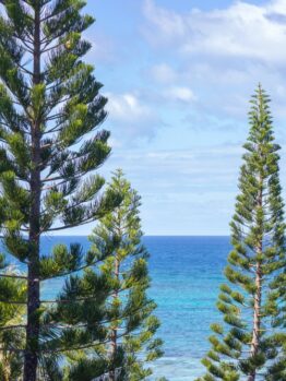 Tall evergreen pine trees with a backdrop of clear blue ocean and sky.