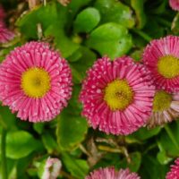 Close-up of Bellis 'English/Common' Daisy 4" Pot (Copy) showcasing pink flowers with yellow centers, surrounded by lush green leaves.