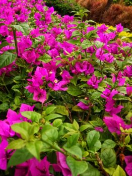 A vibrant cluster of pink bougainvillea flowers with green leaves, surrounded by other plants in a garden setting.
