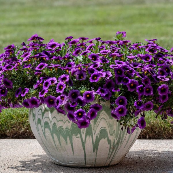 A large ceramic pot with flowing green patterns holds a lush cluster of vibrant purple flowers, placed on a smooth stone surface with a grassy background.