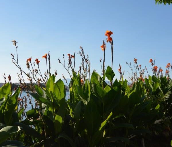 Tall orange flowers and lush green leaves in the foreground with a clear blue sky and distant water in the background.