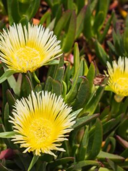 Three blooming yellow flowers with spiky petals stand out among green leaves, creating a vibrant contrast reminiscent of the vivid hues found in Carpobrotus 'Hot Pink' Pig Face.