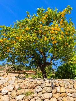 A lemon tree with ripe yellow fruit stands behind a stone wall under a clear blue sky.