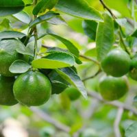 The branches of the Citrus 'Tahitian' Lime Tree display green citrus fruits tucked among lush, vibrant leaves.