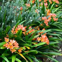 Orange flowers with long green leaves are planted alongside small, white flowers in a garden bed.