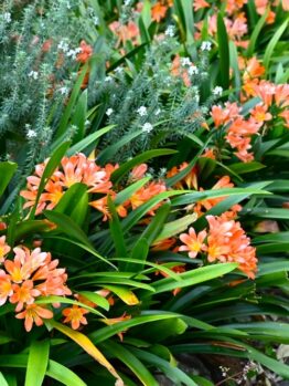 Orange flowers with long green leaves are planted alongside small, white flowers in a garden bed.