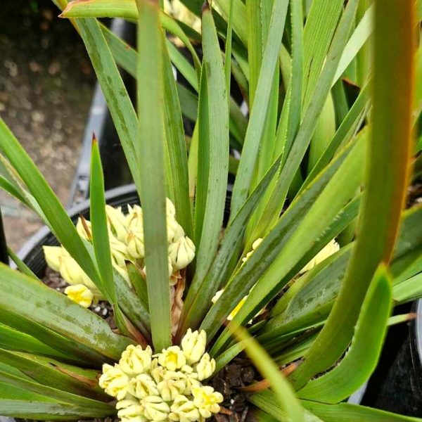 A Conostylis 'Lemon Lights' Cotton Heads in a 6" pot, displaying long green leaves with small clusters of yellow buds at the base, gracefully sits in a black container on a concrete surface.