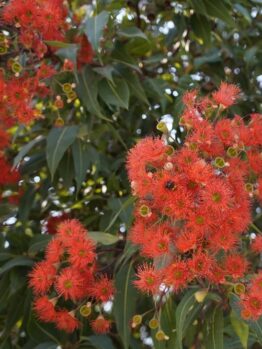 Bright red eucalyptus flowers with feathery petals and green leaves are densely clustered on a tree.