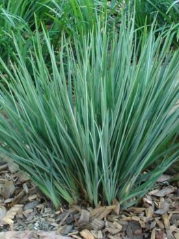 A dense clump of green, grass-like leaves growing from the ground, surrounded by mulch and rocks.