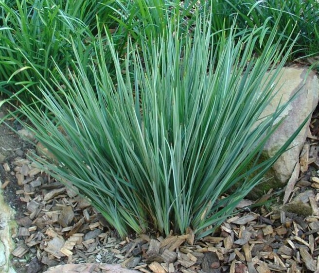 Cherry Laurel