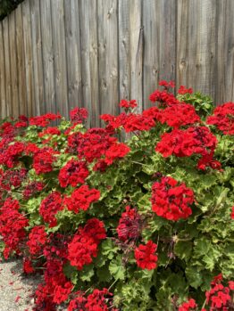 Red geraniums blooming along a wooden fence beside a gravel path.