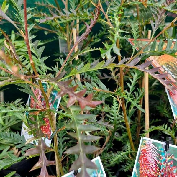 Several Grevillea 'Poorinda Peter' plants in 6" pots, each with tags depicting a vibrant red flower. The plants feature lush green, fern-like leaves.