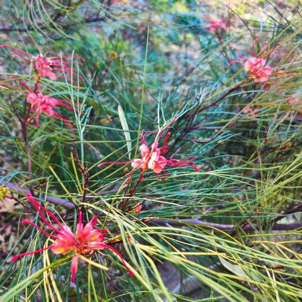 The Grevillea 'Cherry Pie' in a 6" pot showcases vibrant blossoms with bright red flowers, thin petals, and spiky green leaves on bushy branches.