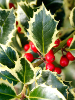 Close-up of a holly plant with jagged green leaves edged in cream and clusters of bright red berries.