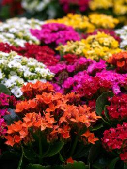 The Kalanchoe 'Mix' 5" Pot showcases a lively arrangement of small flowers in an array of pink, red, orange, yellow, and white hues, flourishing amidst lush green foliage.