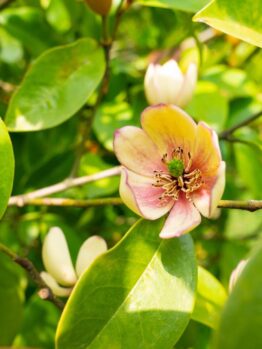A single pink and yellow flower with dark center is surrounded by vibrant green leaves in bright sunlight.
