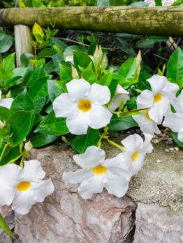 White flowers with yellow centers grow along a stone wall, surrounded by green leaves.
