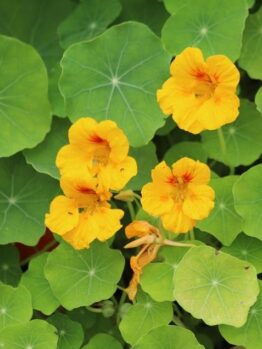 Gardeners will love the Nasturtium 'Alaska' flowers with their vibrant yellow blossoms and distinct circular green leaves, all flourishing beautifully in a handy 4" pot.