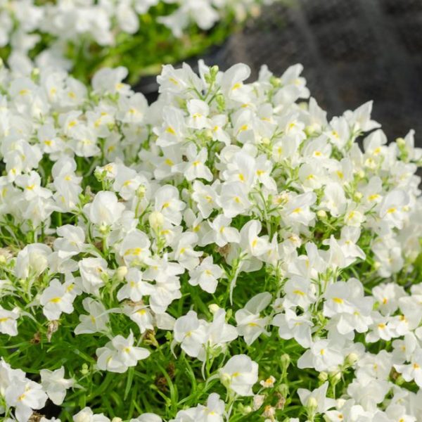 A cluster of small, white flowers with yellow centers in a garden setting.