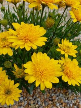 Yellow flowers with green leaves, surrounded by small stones.