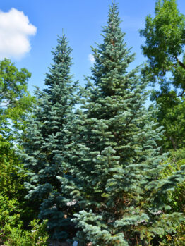 Picea 'Blue Diamond' Spruce trees with rich green foliage rise against a vibrant blue sky, scattered with a few clouds. The lush surrounding greenery enhances the tranquil landscape.