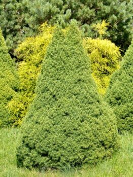 Three conical evergreen bushes in a grassy area, surrounded by other greenery.