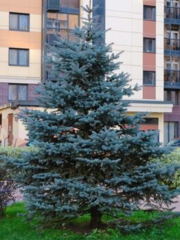 A blue spruce tree stands in front of a multi-story apartment building, surrounded by shrubs.